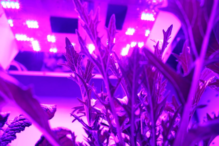 Photo: Neue UV-LEDs als Vielzweck-Strahler
