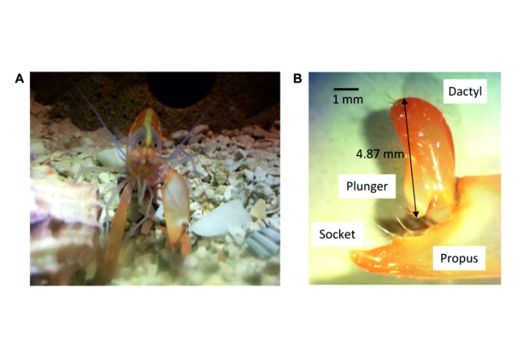 Abb.: Tierische Schall- und Plasma­quelle: Ein Pistolen­krebs der Gat­tung...