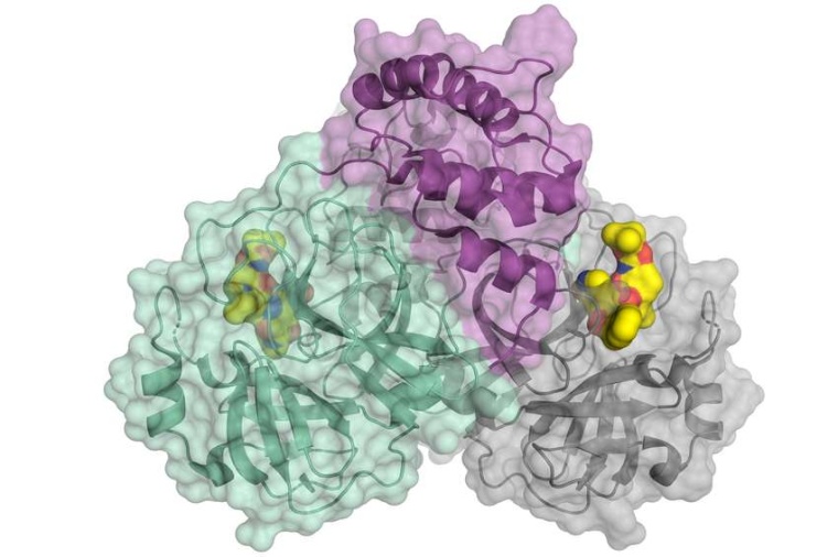 Abb.: Die Coronavirus-Protease: Das kleine Molekül in Gelb bindet an das...