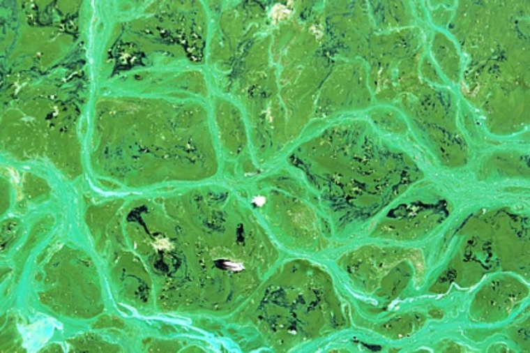 Abb.: Blaualgen auf einem Gewässer (Bild: U. Hannover)