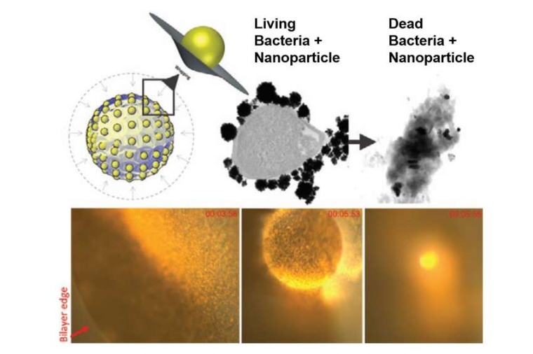 Abb.: Nanopartikel aus Gold lassen die Hülle eines Bakteriums kolla­bieren....