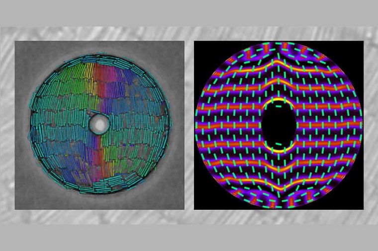 Abb.: Die experimentelle Momentaufnahme (links) für harte Stäbe in...