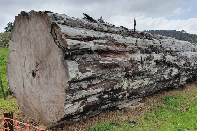 Abb.: Kauri-Baum­stämme wie diesen aus Ngāwhā, Neuseeland, gab es bereits...