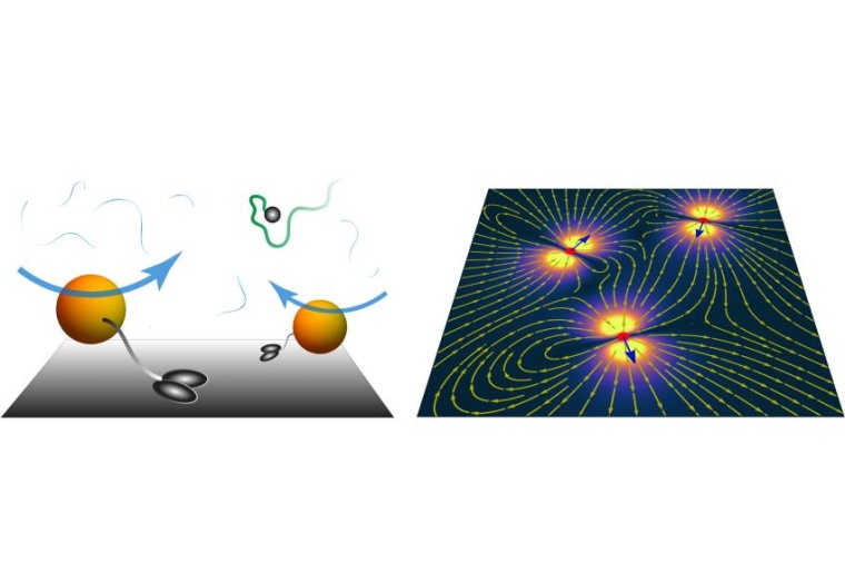 Abb.: Ein aktiver Teppich aus molekularen Motoren (orange große Kugeln)...