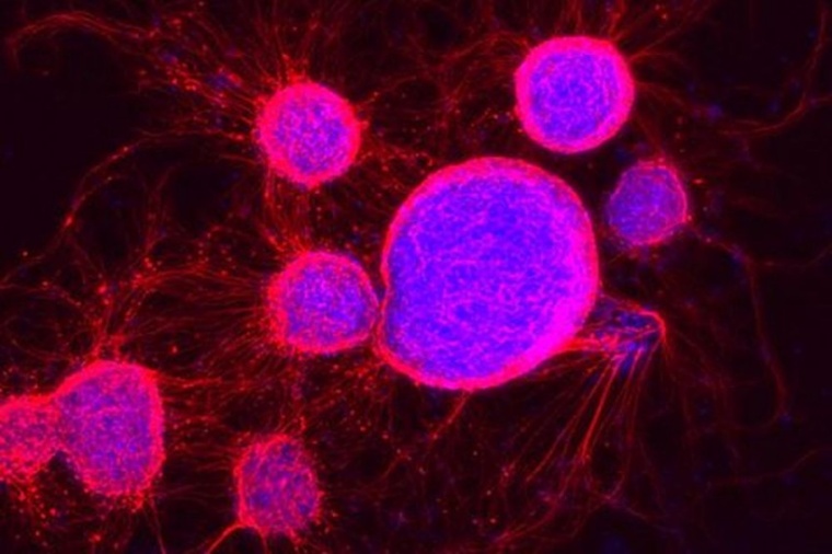 Abb.: Embryonale Stammzellen der Maus, die eine elektro­chemische...
