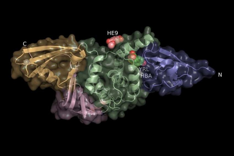 Abb.: Struktur des Enzyms Papain-like Protease mit den Bindungs­stellen der...