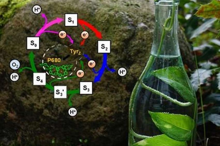 Abb.: Reaktionszyklus der photosynthetischen Sauerstoffbildung....