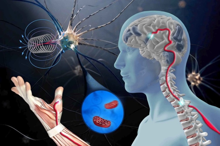 Abb.: Im Zellkultur-Experiment: Gestörte Motoneuronen von ALS-Patienten...